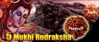 Five mukhi rudraksha bead